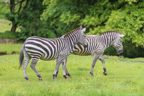 Two Grant's zebras (Equus quagga boehmi) walk across a green meadow. Kenya