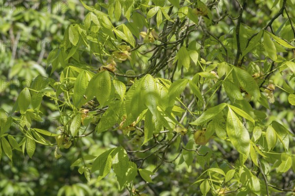Scaly bark hickory (Carya ovata), flowers, Münsterland, North Rhine-Westphalia, Germany