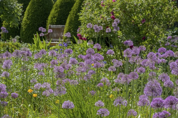 Allium blossom in the district educational garden, Burgsteinfurt, Münsterland, North Rhine-Westphalia, Germany