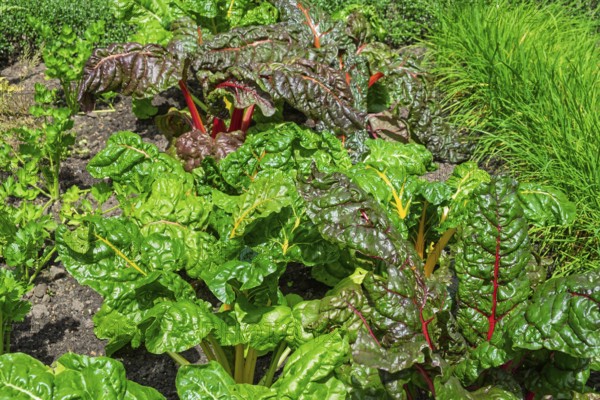 Chard, yellow and red-stemmed, vegetable patch, North Rhine-Westphalia, Germany