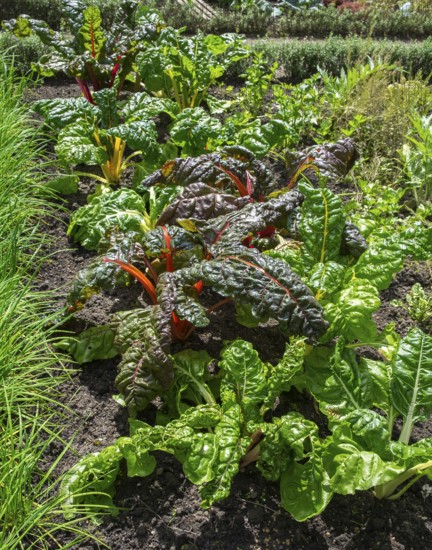 Chard, red and yellow-stemmed, vegetable patch, North Rhine-Westphalia, Germany