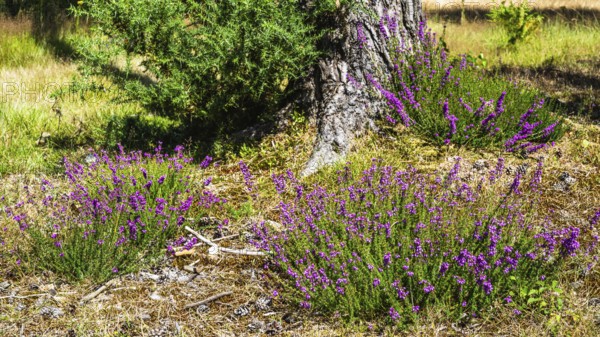 Heather on Brownsea Island, Poole, Dorset, England, United Kingdom