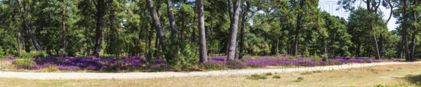 Panorama of Heather on Brownsea Island, Poole, Dorset, England, United Kingdom