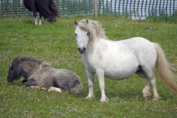 A standing white pony and a lying pony on a green pasture, Shetland pony, Shetland Islands, Lerwick, Scotland, Great Britain