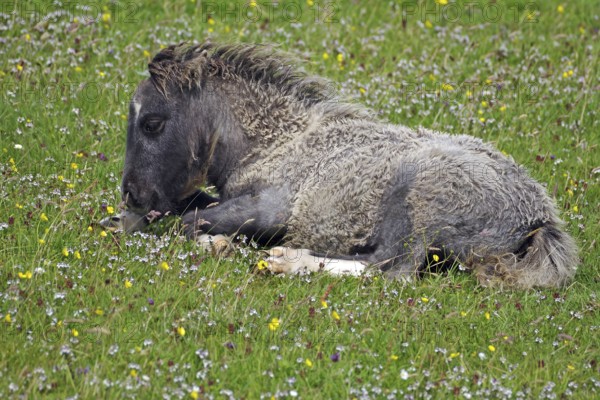 A small pony lies relaxed on a blooming meadow in spring, surrounded by grass and flowers, joie de vivre, Shetland pony, Shetland Islands, Lerwick, Scotland, Great Britain