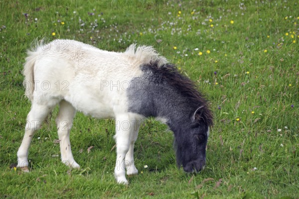 A pony with a black head grazing on a green meadow with flowers, Shetland pony, Shetland Islands, Lerwick, Scotland, Great Britain