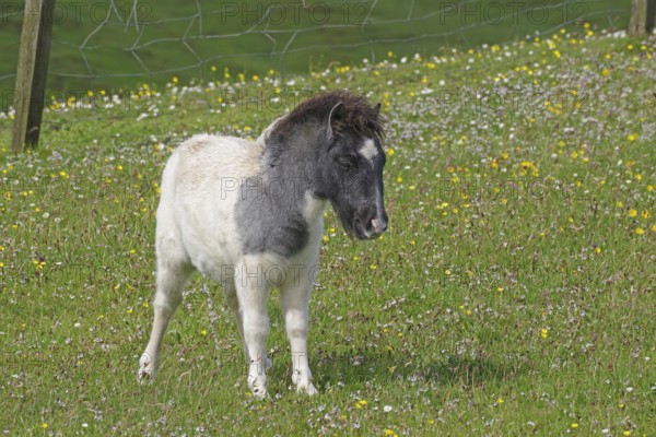 A white pony with a black head stands on a flowering meadow, Shetland pony, Shetland Islands, Lerwick, Scotland, Great Britain