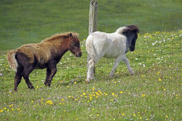 Two ponies running on a green meadow with flowers and a fence, Shetland pony, Shetland Islands, Scotland, Great Britain