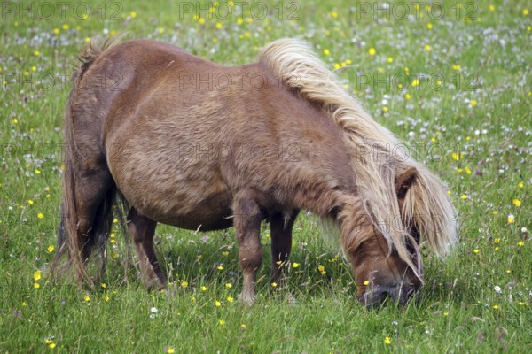 A brown pony grazing on a green meadow full of flowers illuminated by the sunlight, Shetland pony, Shetland Islands, Lerwick, Scotland, United Kingdom