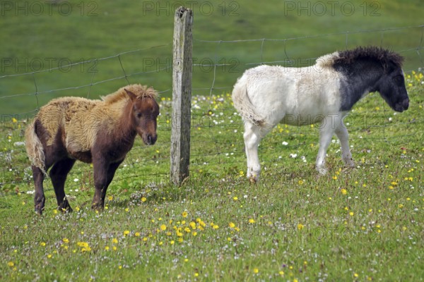 Two ponies, one brown and one black and white, walking near a pasture fence, Shetland pony, Shetland Islands, Lerwick, Scotland, Great Britain