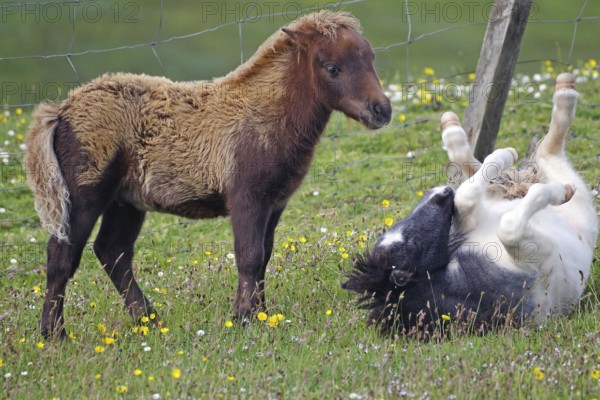 A brown pony stands next to a black and white pony rolling in the pasture, joie de vivre, Shetland pony, Shetland Islands, Lerwick, Scotland, Great Britain
