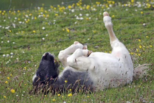 A black and white pony rolls happily in a meadow with flowers, joie de vivre, Shetland pony, Shetland Islands, Lerwick, Scotland, Great Britain