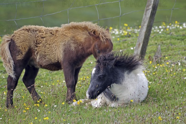 A brown pony stands next to a resting black and white pony in a flowering meadow, joie de vivre, Shetland pony, Shetland Islands, Lerwick, Scotland, Great Britain