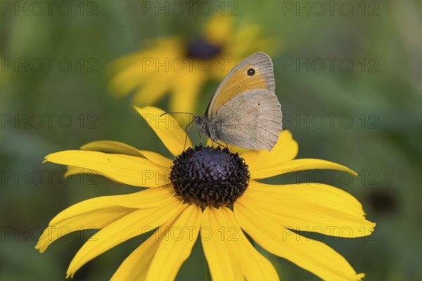 Meadow Brown (Maniola jurtina) resting on a yellow flower, yellow coneflower (Echinacea paradoxa) against a blurred background, Hesse, Germany