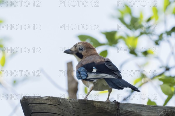 A jay (Garrulus glandarius) on a board with vivid green leaves and a clear sky as a backdrop, Hesse, Germany