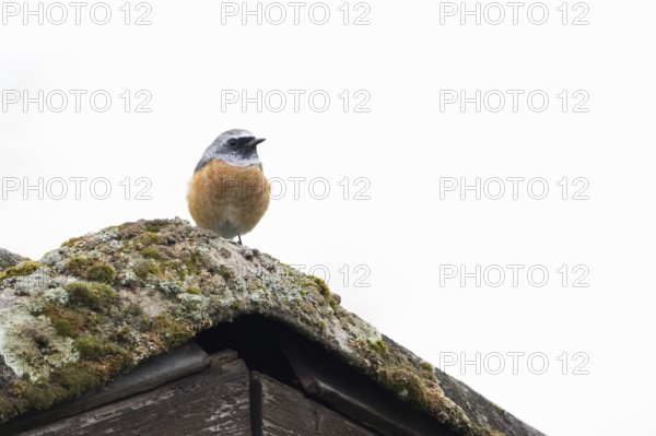 A redstart (Phoenicurus phoenicurus) sits on a moss-covered roof. Clear, minimalist depiction of tranquil nature, Hesse, Germany
