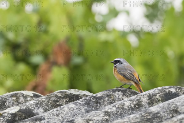 A common redstart (Phoenicurus phoenicurus) on a lichen-covered roof against a blurred green background, Hesse, Germany