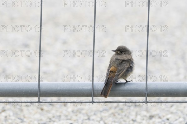 A redstart (Phoenicurus ochruros), young bird, sitting on a metal pole, surrounded by neutral background, Hesse, Germany