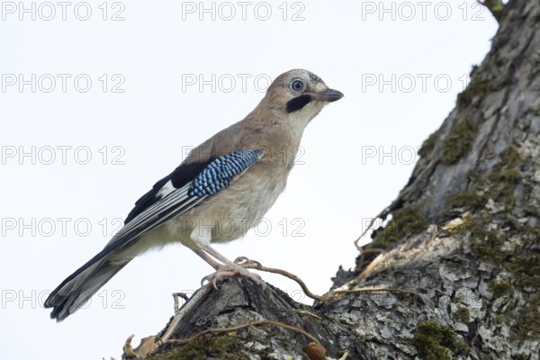 A jay (Garrulus glandarius) stands on a tree trunk, its blue wings unfurling against a clear background, Hesse, Germany