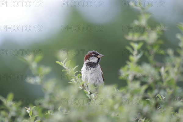 House sparrow (Passer domesticus), male, hedge, close-up, North Rhine-Westphalia, Germany, A single sparrow sits in a green hedge