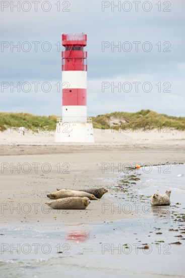 Several harbour seals (Phoca vitulina), seals, resting at low tide at the edge of the water, shore, sandy beach in front of the red and white striped lighthouse Helgoland Düne (rear light), small waves wash on the deserted, bright beach, calm sea in the evening, in the background white dunes, sand dunes with vegetation, little surf, overcast sky, nobody, maritime landscape, island Düne, Helgoland, Schleswig-Holstein, North Sea, Germany