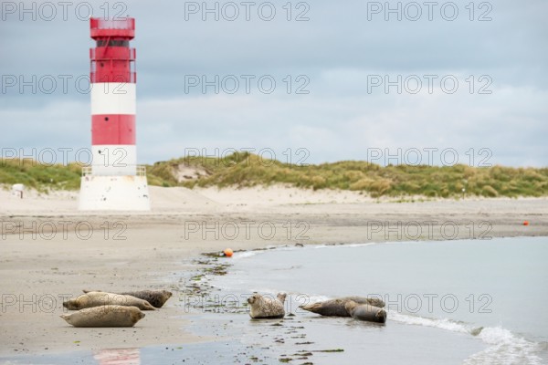 Several harbour seals (Phoca vitulina), seals, resting at low tide at the edge of the water, shore, sandy beach in front of the red and white striped lighthouse Helgoland Düne (rear light), small waves wash on the deserted, bright beach, calm sea in the evening, in the background white dunes, sand dunes with vegetation, little surf, overcast sky, nobody, maritime landscape, island Düne, Helgoland, Schleswig-Holstein, North Sea, Germany