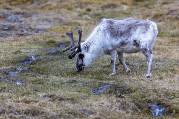 Svalbard skink (Rangifer tarandus platyrhynchus), Mammals (Mammalia), Longyearbyen, Spitsbergen, Svalbard