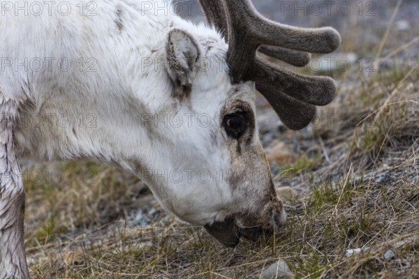 Portrait of a Spitsbergen roe deer (Rangifer tarandus platyrhynchus), Mammals (Mammalia), Longyearbyen, Spitsbergen, Svalbard