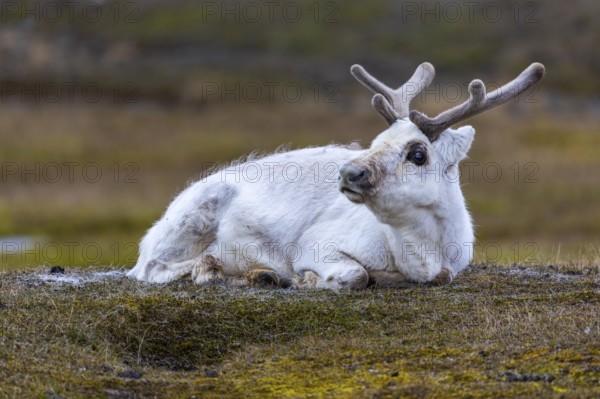 Svalbard skate (Rangifer tarandus platyrhynchus) resting in a meadow, Mammals (Mammalia), Longyearbyen, Svalbard, Svalbard