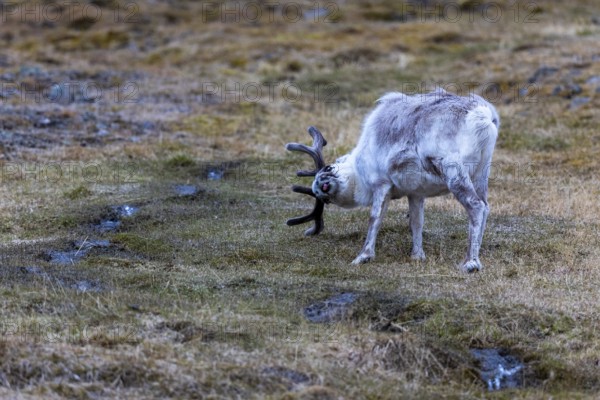 Svalbard roe deer (Rangifer tarandus platyrhynchus) scraping its antlers, Mammals (Mammalia), Longyearbyen, Svalbard, Svalbard