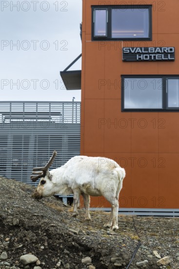 Svalbard skate (Rangifer tarandus platyrhynchus) off Svalbard Hotel, Mammals (Mammalia), Longyearbyen, Spitsbergen, Svalbard
