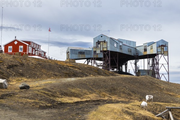 Svalbard roe deer (Rangifer tarandus platyrhynchus) in front of Taubanestralen, transport cableway, coal distribution cableway, mammals (Mammalia), Longyearbyen, Svalbard, Svalbard