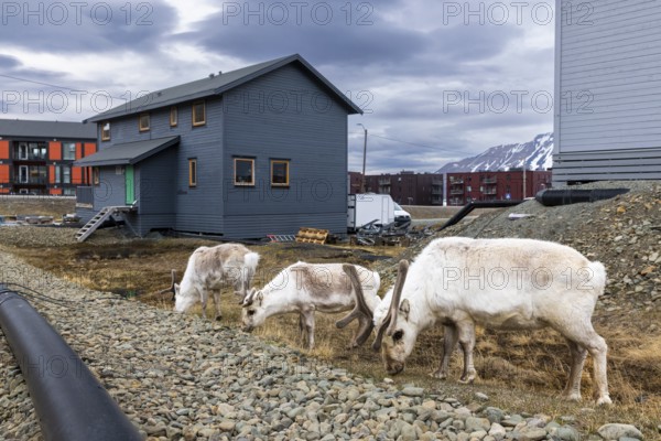 Svalbard skink (Rangifer tarandus platyrhynchus) between houses, Mammals (Mammalia), Longyearbyen, Svalbard, Svalbard