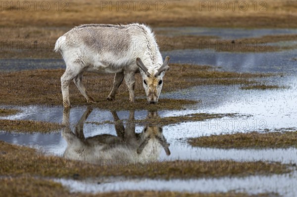 Svalbard skink (Rangifer tarandus platyrhynchus) reflected in the water, Mammals (Mammalia), Longyearbyen, Svalbard, Svalbard