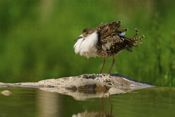 A bird with fluffed up plumage on a rock in the water, against a green background with a clear reflection, Ruff (Calidris pugnax), spring, France