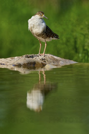 A standing bird on a rock in the water, with a natural green background and its reflection in the calm water, Ruff (Calidris pugnax), spring, France