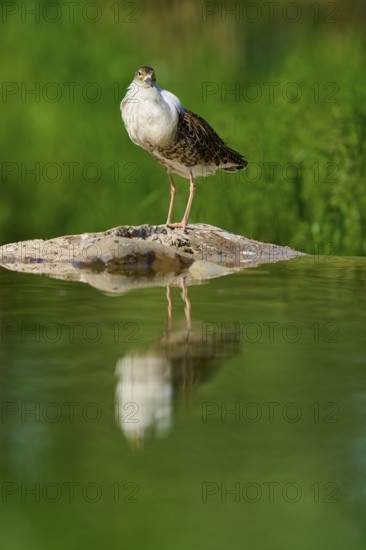 A bird stands on a rock in the water, surrounded by a green background, with a clear reflection on the water surface, Ruff (Calidris pugnax), Spring, France