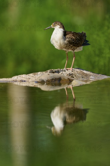 A bird on a rock in the water with its reflection, surrounded by a green, natural background, Ruff (Calidris pugnax), spring, France