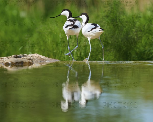 Two avocets next to each other at the water, with reflection in the water and green background, Avocet (Recurvirostra avosetta), spring, France