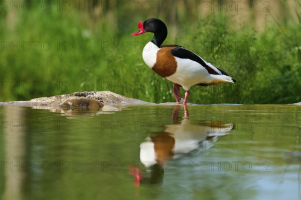 Duck with red beak standing by the water in a natural environment, shelduck (Tadorna tadorna), spring, France