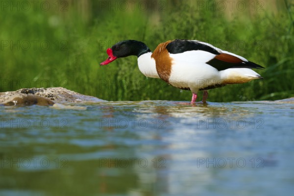 Duck with red beak at the water's edge in green nature, shelduck (Tadorna tadorna), spring, France