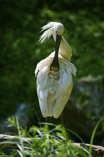 A spoonbill with splendid feathers in a natural setting, European spoonbill (Platalea leucorodia), spring, France