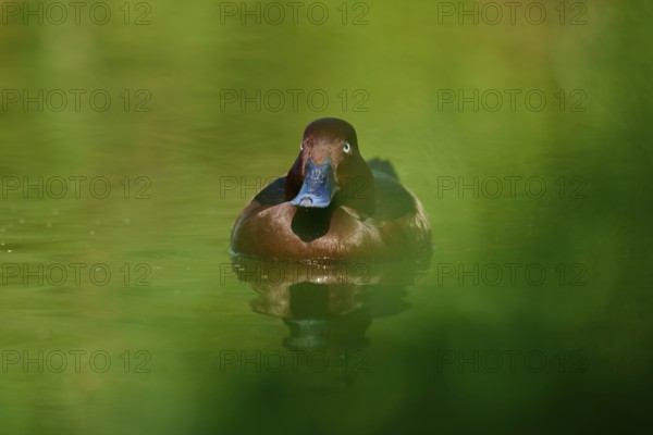 Brown duck swimming on green water surrounded by natural foliage, Ferruginous duck (Aythya nyroca), spring, France