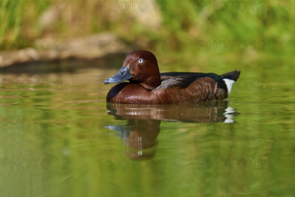 Brown duck calmly swimming along the green shore, peaceful nature, Ferruginous Duck (Aythya nyroca), spring, France