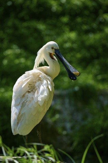 A white spoonbill with a long beak stands in front of a green background, European spoonbill (Platalea leucorodia), spring, France