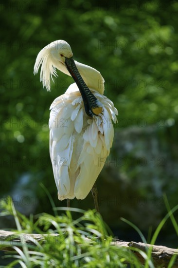 White spoonbill cleaning its plumage in a natural environment, European spoonbill (Platalea leucorodia), spring, France
