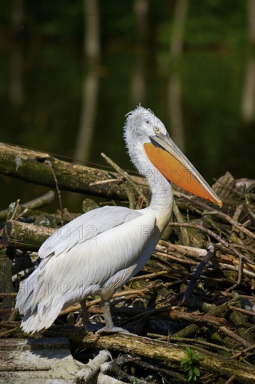 A pelican stands on a pile of branches on the shore, surrounded by natural light and vegetation, Dalmatian pelican (Pelecanus crispus), spring, France