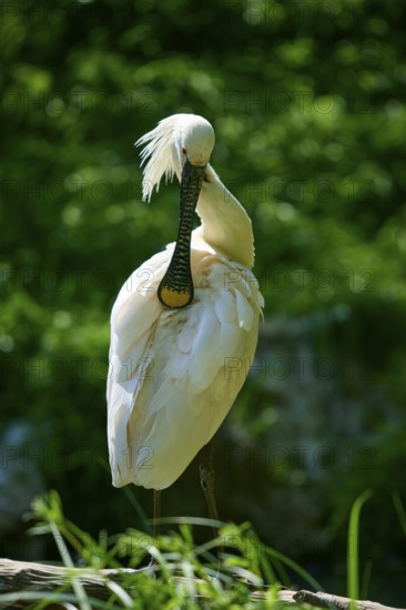 A white spoonbill with graceful plumage against a green background, European spoonbill (Platalea leucorodia), spring, France