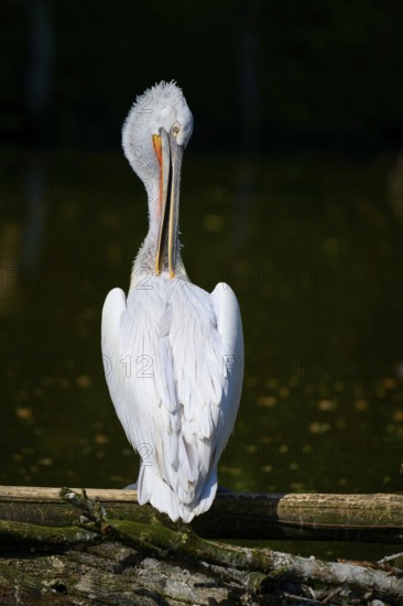 A pelican stands by the water, showing its back, surrounded by calm nature and silence, Dalmatian pelican (Pelecanus crispus), spring, France