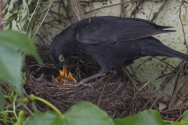 Male blackbird (Turdus merula) feeding its young, Bavaria, Germany